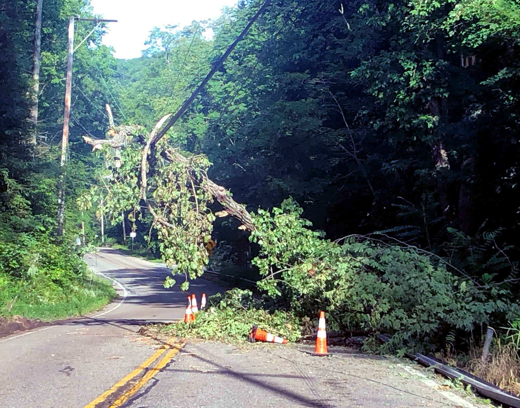 A large tree leans precariously on a powerline over Route 301 near CloudVisit’s Hudson Valley offices