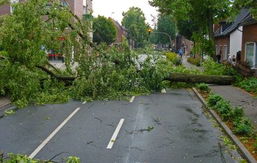 Fallen tree across the road downtown.