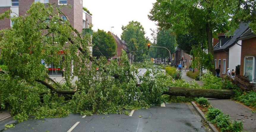 Fallen tree across the road downtown.