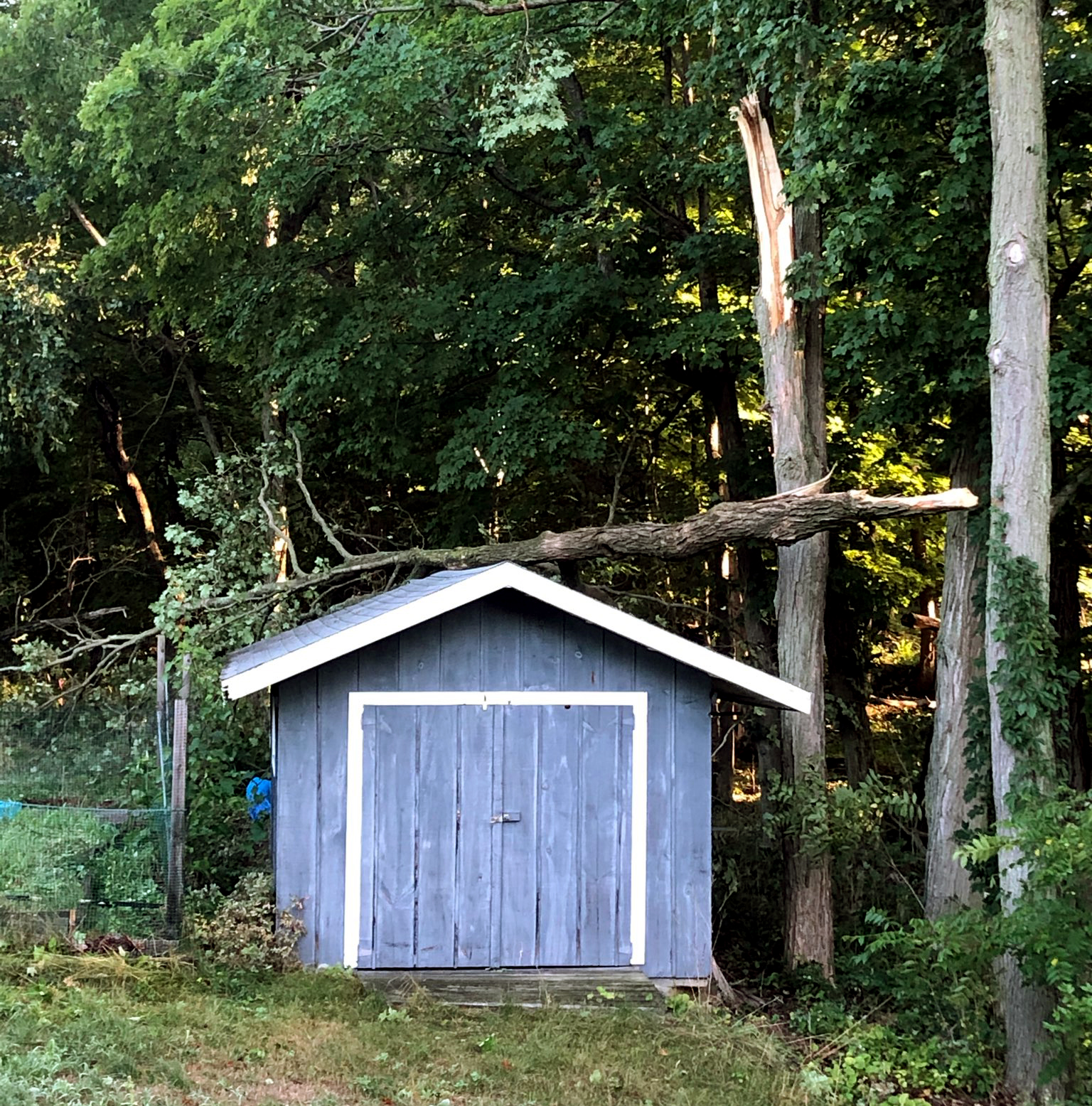 A Maple tree broken in half by Isaias and resting on top of a back yard shed.